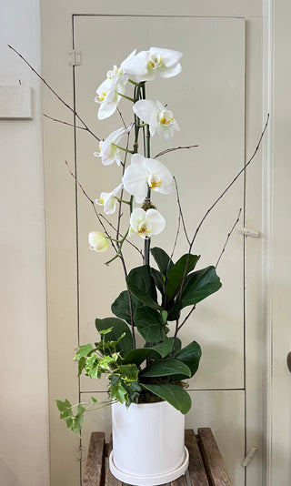 Mixed planter with large orchid