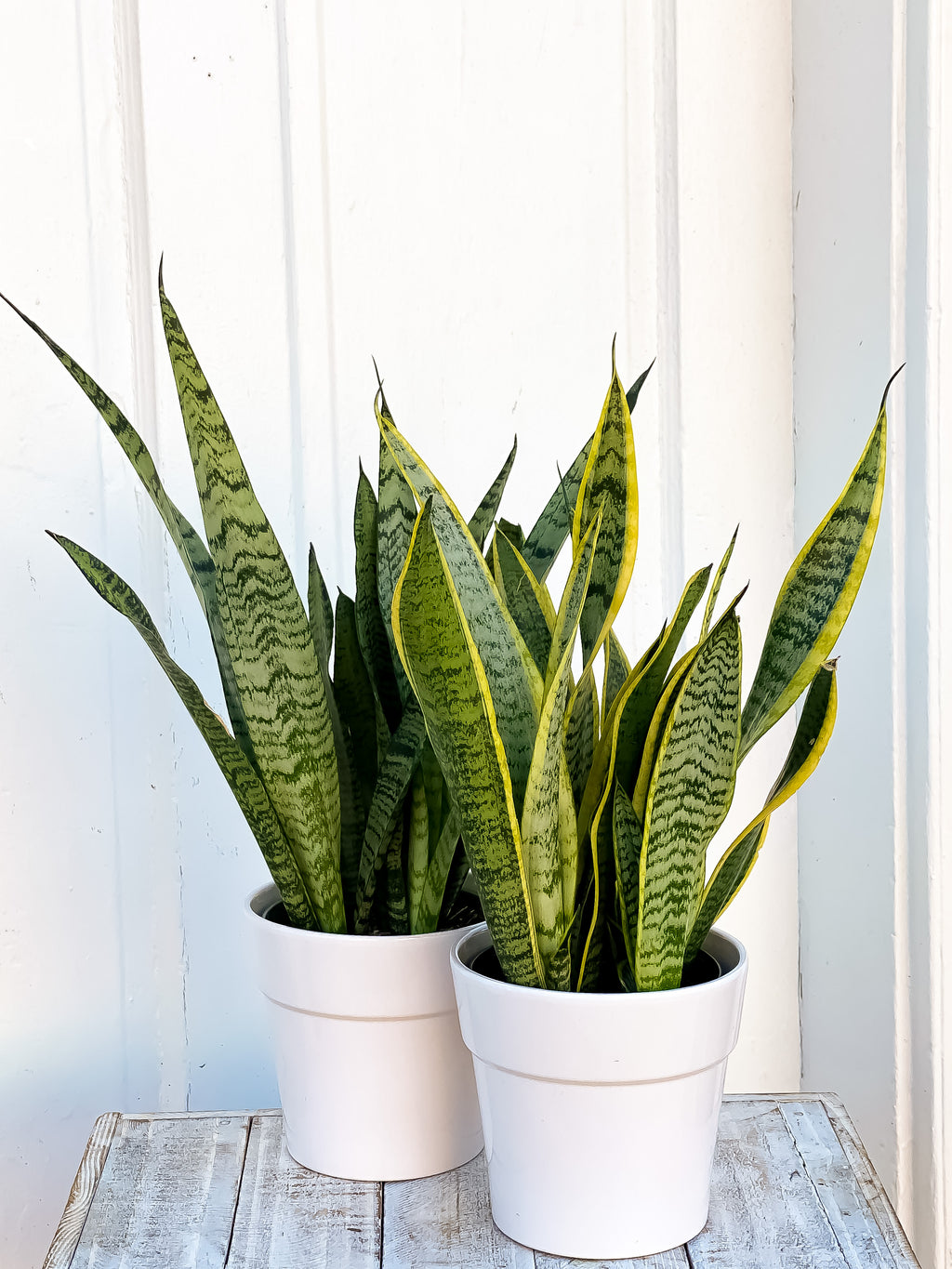 snake plant vancouver Sanseveria aka Snake Plant – Sweet Violets Flowers
