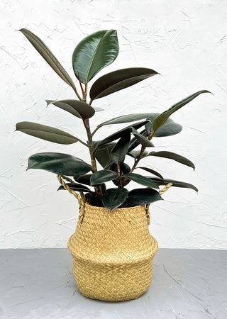 Seagrass belly basket