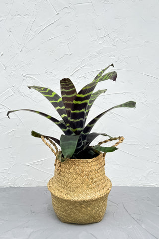 Seagrass belly basket