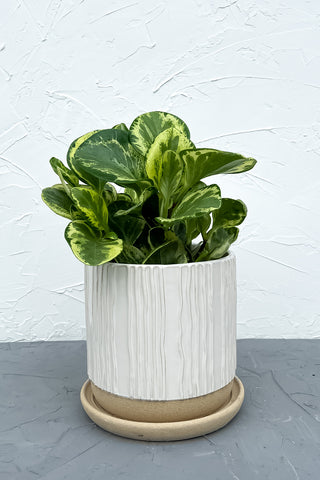 Isabella Two-tone ceramic pot