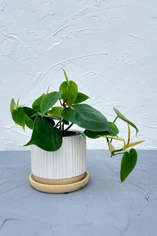 Isabella Two-tone ceramic pot