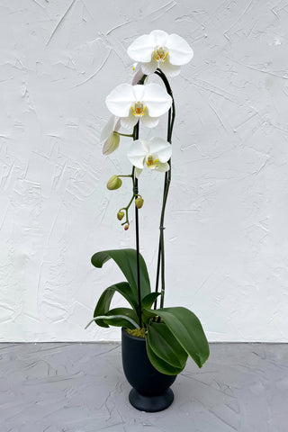 Large phalaenopsis orchid