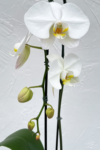 Large phalaenopsis orchid