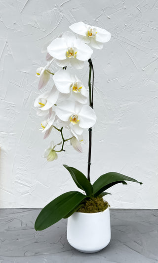 White waterfall phalaenopsis orchid in decorative planter