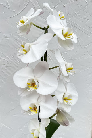 White waterfall phalaenopsis orchid in decorative planter