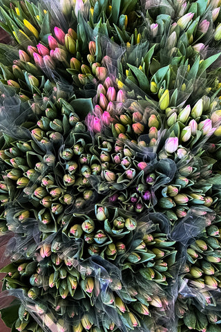Local Tulips by the bunch