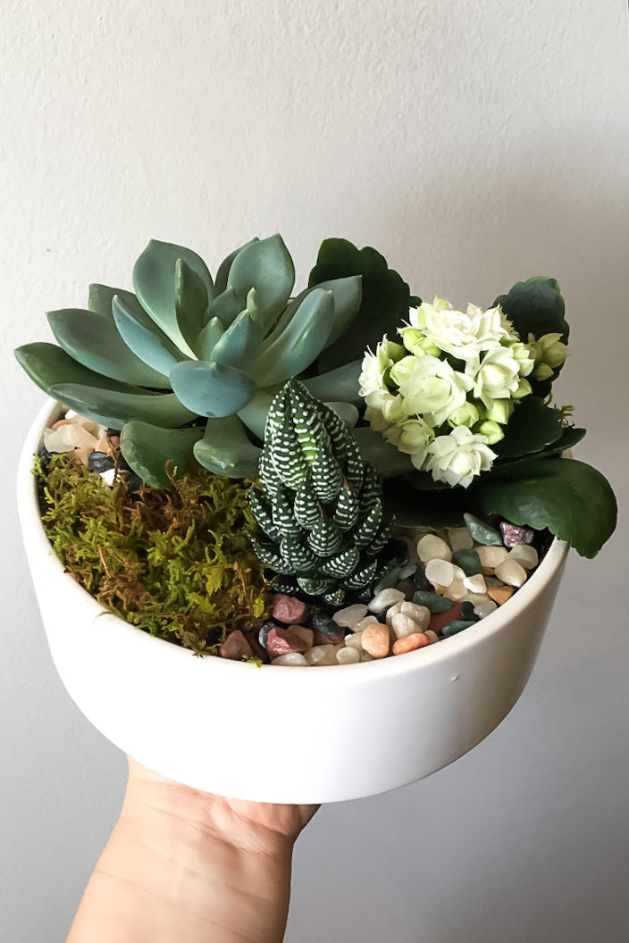 mixed succulent pot Mixed Succulent Planter – Sweet Violets Flowers