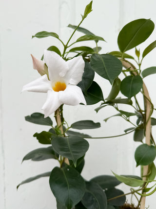 Petite Mandevilla Trellis in Italian Terracotta