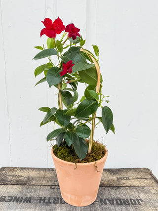 Petite Mandevilla Trellis in Italian Terracotta