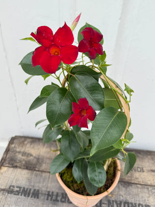 Petite Mandevilla Trellis in Italian Terracotta