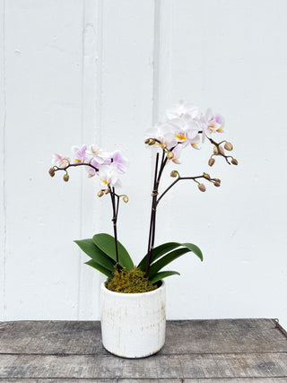 Bambino Moth Orchid in Decorative Pot