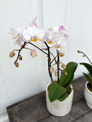 Bambino Moth Orchid in Decorative Pot