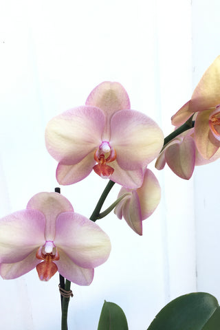 Large phalaenopsis orchid