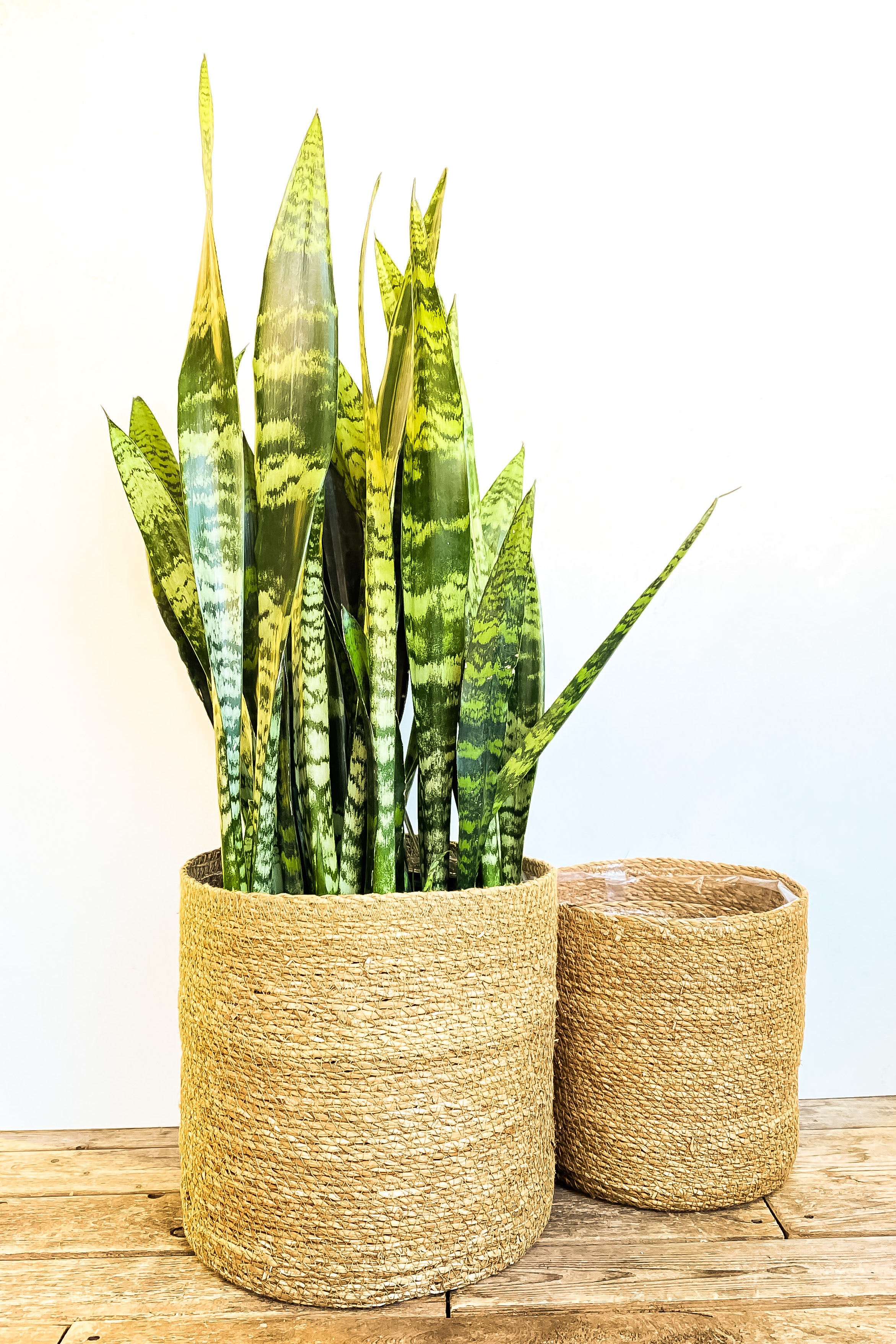 snake plant in basket Sanseveria aka Snake Plant – Sweet Violets Flowers